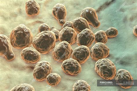 Cryptococcus Neoformans Fungus Illustration C Neoformans Is A Yeast