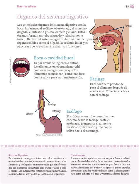 Nuestros Saberes Cuarto Grado Página 69 De 257 Libros De Texto Online