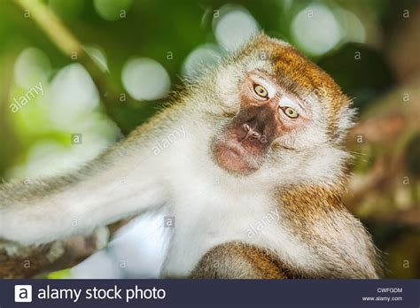 Funny Monkey Hi Res Stock Photography And Images Alamy