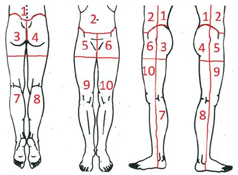 Vector hoodie templates front and back. Cartoon model with marked body regions used in pain mapping procedure.... | Download Scientific ...