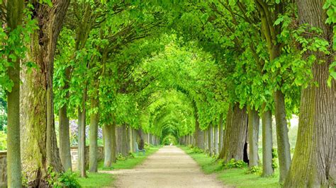 The Six Most Stunning Tree Tunnels On Earth