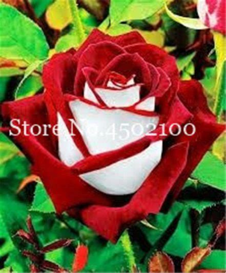 100 Pcs Exotic German Dragon Rose Seeds Free