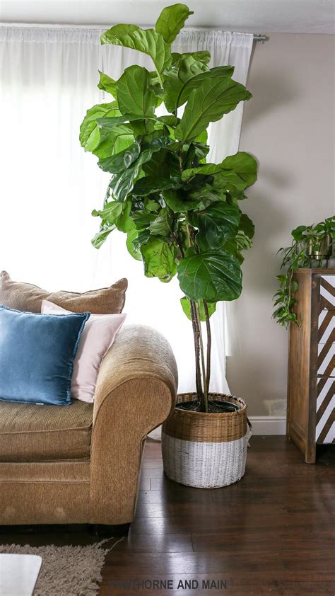 How To Care For A Fiddle Leaf Fig Tree Hawthorne And Main Fig Leaf
