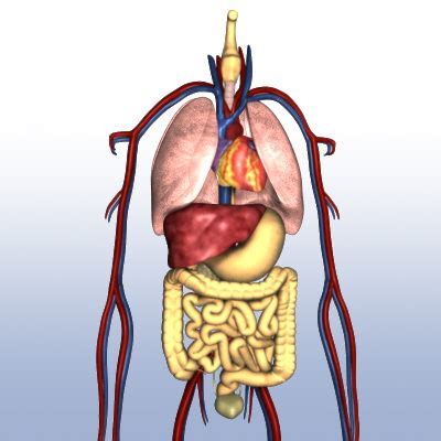 However, most people tend to consider vital organs or organ systems. SCIENCE WEBQUEST: PROJECT 16 - The Human Organs
