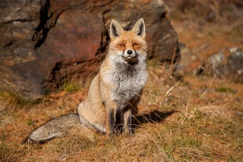 European Red Fox In Autumn Stock Photo Image Of Forest 116243640