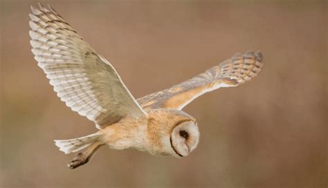 But what do they actually eat? What Do Owls Eat - Definitive Guide to 33 Types of Owls ...