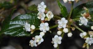Viburnum opulus is a deciduous shrub growing to 5 m (16ft) by 5 m (16ft) at a medium rate. Viburnum foetidum var. rectangulatum Himalayan Evergreen ...
