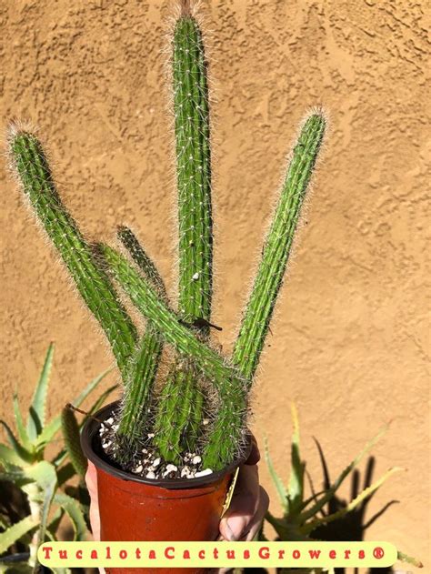 Echinocereus Pensilis Snake Plant Cluster Hanging Basket Type 9 Tall