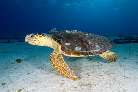 Barnacles To Save Endangered Turtles Cosmos Magazine
