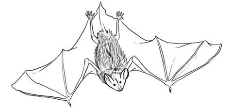 Free Drawings Of Fruit Bats Download Free Drawings Of Fruit Bats Png