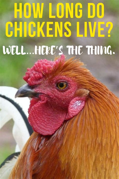 Some chickens can live much longer than this. How Long Do Chickens Live? Well…Here's The Thing ...