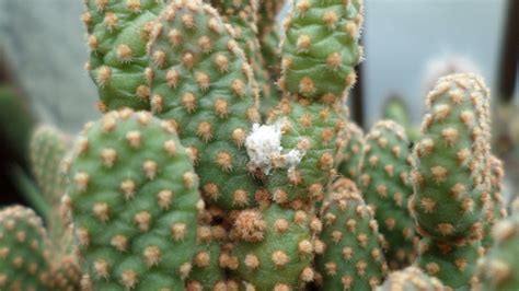 Mealybugs On My Cactus Plant And My Dilemma Youtube