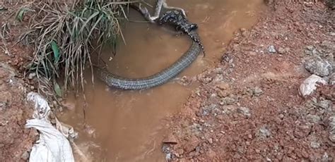 Video Of Fierce Fight Between Python Cobra Goes Viral