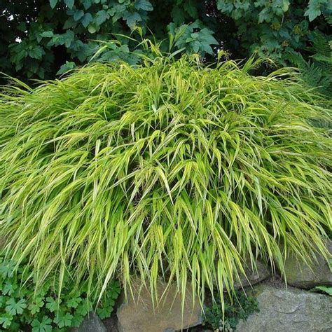 4 Ground Cover Plants To Start Your Zen Garden In 2021 Japanese