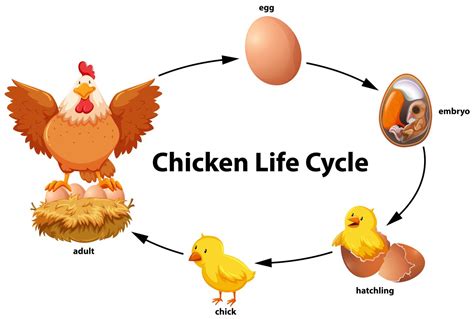 Chicken Life Cycle Diagram 298726 Vector Art At Vecteezy