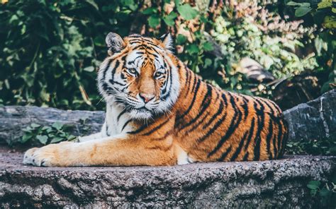 Zoo Tiger 4k Wallpapers Hd Wallpapers Id 21980