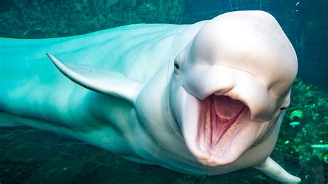 the reason scientists say beluga whales can communicate with humans