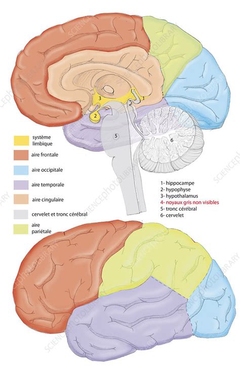 Cortical Areas Of The Brain Stock Image C0191497 Science Photo