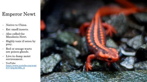 Emperor Newt Fun Facts About Animals Newt Animal Facts