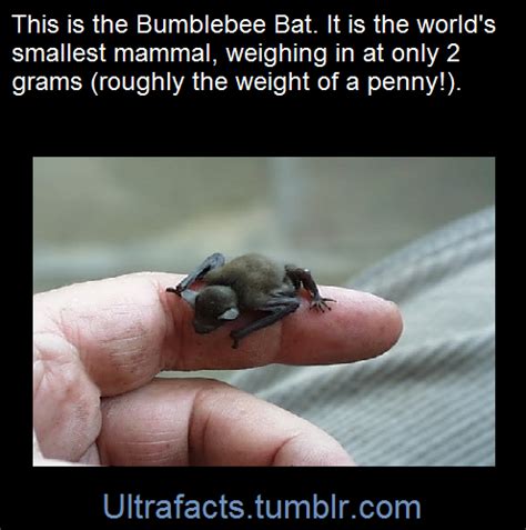 31 Fun And Interesting Facts About Bats Artofit