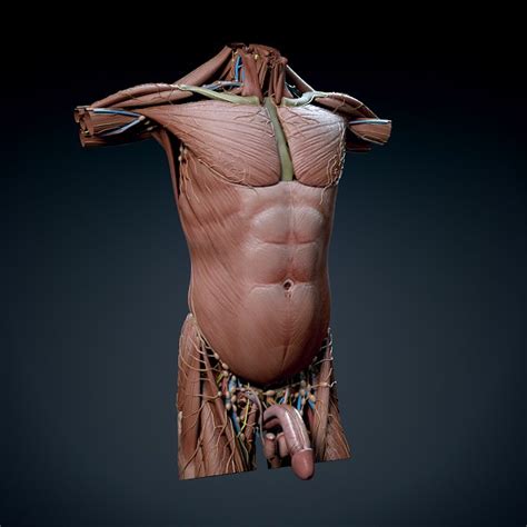 Textured and shaded in substance painter & maya sculpted: Male Upper Torso Anatomy / Human Male Torso Anatomy 3d ...