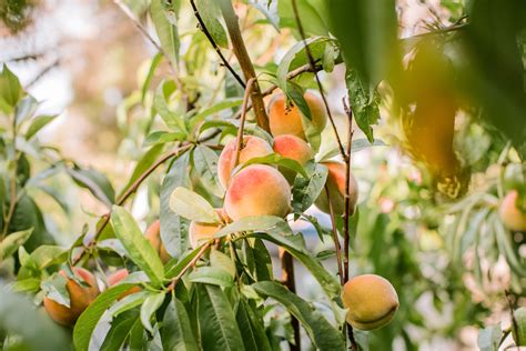 How To Grow Peach Trees In 2021 Peach Trees Peach Tree Care Dwarf