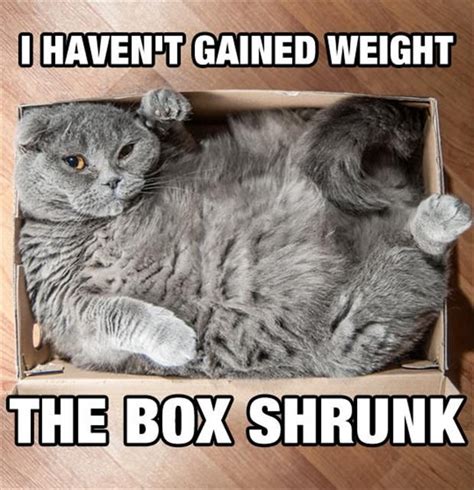 Take The Lovely Funny Fat Cat Pics Memes Hilarious Pets Pictures