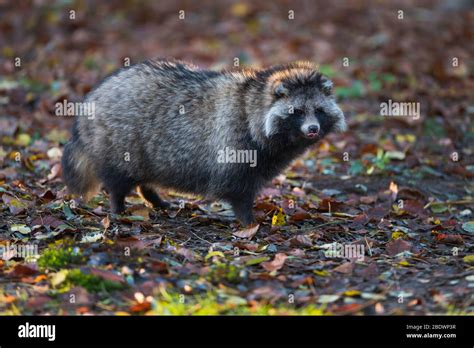 Raccoon Dog Nyctereutes Procyonoides Stock Photo Alamy