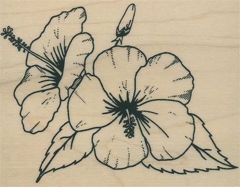 He studied art from the kansas state university. hibiscus outline - Google Search | Hibiscus tattoo, Flower ...