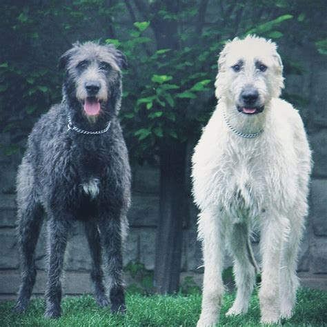 1028 Best Images About Irish Wolfhound On Pinterest
