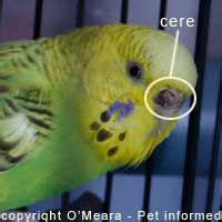 This Is A Sexing Parakeets Photo Showing The Location Of The Cere