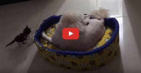 Meet An Adorable One Month Old Kitten That Shows The Dog Whos Boss