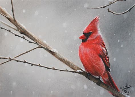 Winter Cardinal Drawing By Emily Eibs Fine Art America