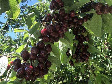 First Chinese Cherries From Dalian Greenhouses Enter The Market