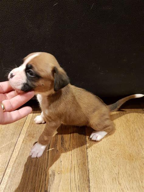 I am a funny and silly puppy that is ready shower you in tons of puppy kisses. Boxer Puppies For Sale | Orlando, FL #222858 | Petzlover