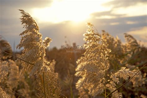 Reed Sunset Backlight Picture And Hd Photos Free Download On Lovepik