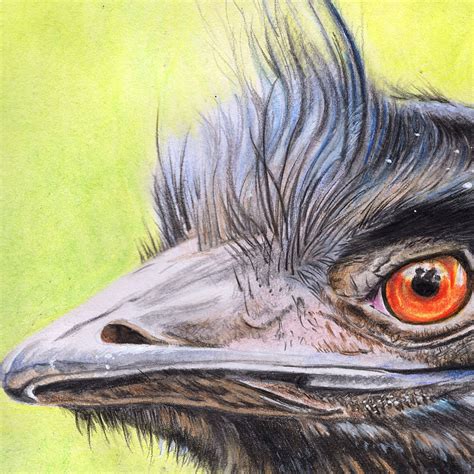 How to draw a sprite depends on where to draw a sprite. Emu II - Original Watercolour Pencil Drawing | Sue Findlay Art
