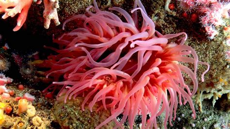 Top 10 Strangest Marine Plants Ocean Info