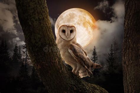 Owl On Tree In Misty Forest Under Full Moon At Night Stock Image