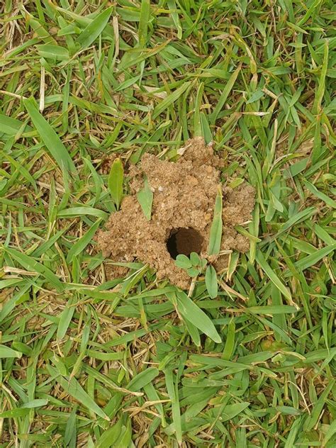 Reason For Holes In Lawns This Time Of Year Explained Gold Coast Bulletin