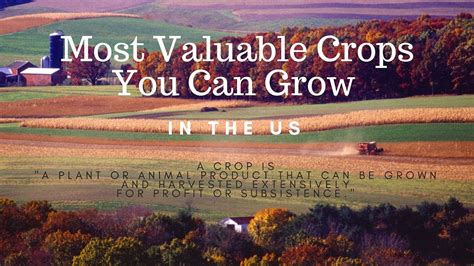 Most Valuable Crops You Can Grow In The Us Youtube