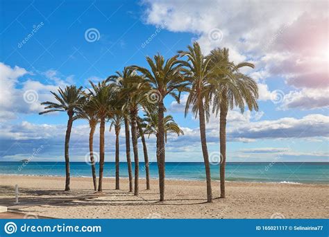 Palm Trees On The Beach Against The Background Of The Sea