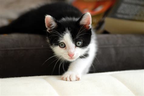 Darmowe Zdjęcie Z Kategorii Czarno Biały Kot Oczy