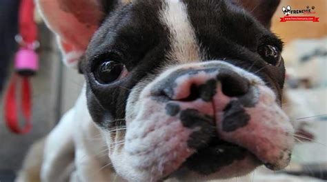 Dermatitis Atópica En El Bulldog Francés Y 3 Tratamientos