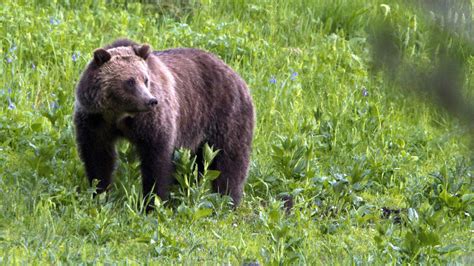 Judge Restores Grizzly Bears Protections As Endangered Species 919 Kvcr