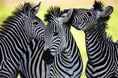 Interesting Facts About Zebras Worldatlas