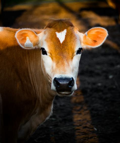 900 Cow Images Download Hd Pictures And Photos On Unsplash