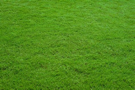 Lawn Grass Green Free Photo On Pixabay Pixabay