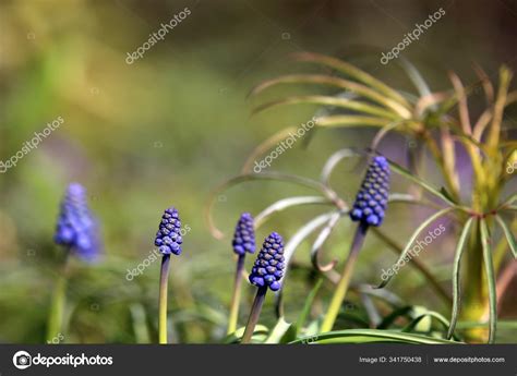 Grape Hyacinths Next Stinkenden Nieswurz — Stockfotografi