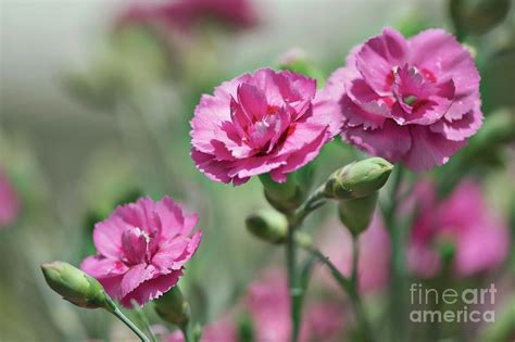 Carnation Dianthus Rainbow Loveliness Photograph By Maria Mosolova